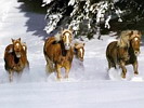 rutas a caballo asturias,rutas a caballo en asturias picos de europa.hipico,hipica